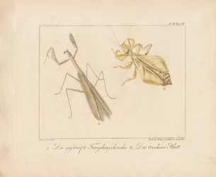 Gottesanbeterin und Wandelndes Blatt