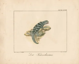 Kurzschwanz-Eidechse