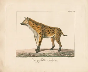 Gefleckte Hyäne (handkolorierte Lithografie)