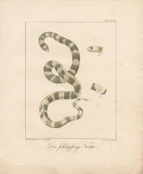 Die Ringelnatter