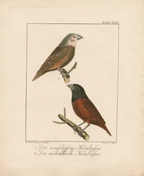 Weißkopf-Grosbeak und Malakka-Grosbeak (handkolorierte Lithografie)