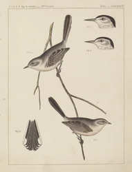 Vögel - U.S.P.R.R. Exp. & Surveys, 35. Breitengrad