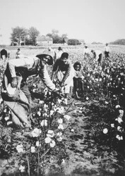 Schwarze Baumwollpflücker, ca. 1900