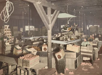 Orangenverpackung in Redlands, veröffentlicht 1899 (Foto)