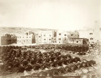 Gerberei in Hebron mit ausgelegten Häuten im Vordergrund, 1898-1911