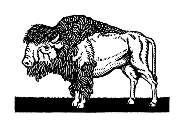 Amerikanischer Bison des Alten Westens