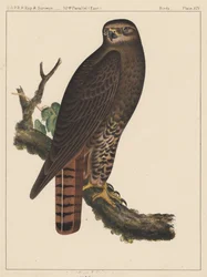 Vögel, Tafel XIV, 1855
