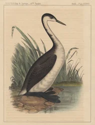 Vögel, Tafel XXXVIII, 1855