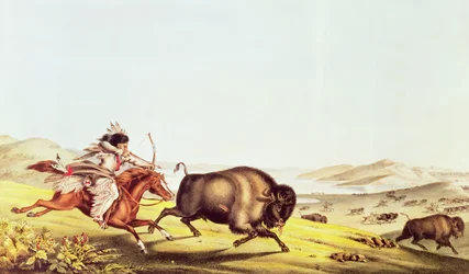 Büffeljagd