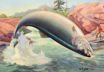 Sportfischen: Springender Atlantischer Lachs