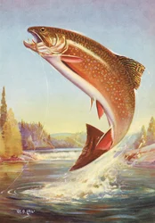 Sportfischen: Springende Bachforelle