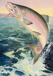 Sportfischen: Springender Königslachs