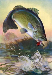 Sportfischen: Springender Großmaulbarsch