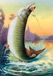 Sportfischen: Springender Muskie