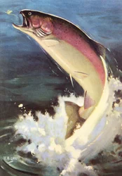Sportfischen: Springender Regenbogenforelle