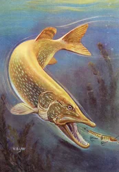 Sportfischen: Hecht schlägt auf einen Köder