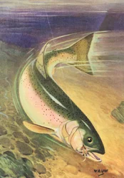 Sportfischen: Regenbogenforelle an der Leine