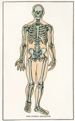 Vintage anatomischer Druck des menschlichen Skeletts