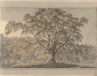 Ansichten in England, Schottland und Wales: Esche im Londesbro Park, Mai 1800