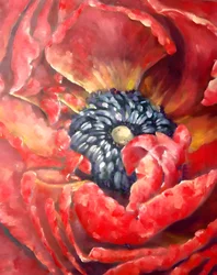 Lebendiger roter Mohn