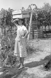 Bittere Trauben - Eine schwere Arbeit