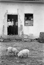 Crotone Landschaft - Schweine weiden vor dem Haus