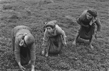 WEIBLICHE ARBEIT: OLIVENERNTE IN KALABRIEN