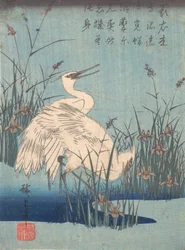 Reiher in Iris und Gräsern