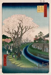Kirschblüten, Tama-Flussufer