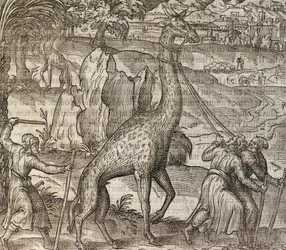 Giraffe, Gravur aus Cosmographie Universelle