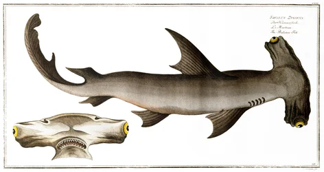Hammerhai (Balance Fish), veröffentlicht von Black