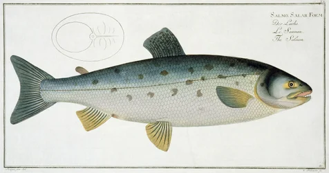 Lachs (Salmo Salar) Tafel XX aus 