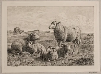 Schafe und Lämmer auf der Weide
