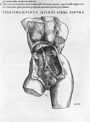Anatomische Tafel einer weiblichen Büste. Gravur in „Humani corporis fabrica libri septem“ von Andrea Vesalio (1514-1564), Arzt von Karl V., Basel 1543.