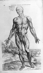 Andrea Vesalio (1514 - 1564), Arzt von Karl V. „Humani corporis fabrica libri septem“, Basel 1543.