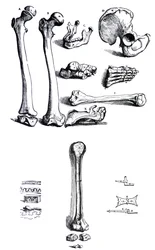 Die Tafeln aus dem ersten Buch der De Humani Corporis Fabrica von Andreas Vesalius (1514-1564)