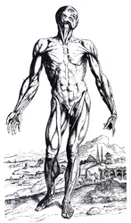Die Platten aus dem zweiten Buch der De Humani Corporis Fabrica