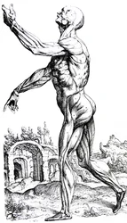 Die Platten aus dem zweiten Buch der De Humani Corporis Fabrica