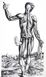 Die Tafeln aus dem zweiten Buch der De Humani Corporis Fabrica
