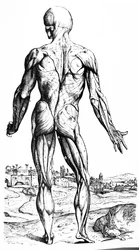 Die Platten aus dem zweiten Buch der De Humani Corporis Fabrica