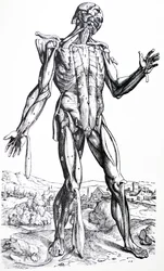 Die Tafeln aus dem zweiten Buch der De Humani Corporis Fabrica