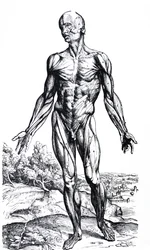 Die Tafeln aus dem zweiten Buch der De Humani Corporis Fabrica