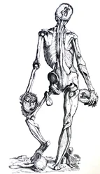 Die Platten aus dem siebten Buch der De Humani Corporis Fabrica