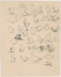 Enten