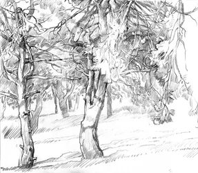 Schattiger Waldweg Zeichnung