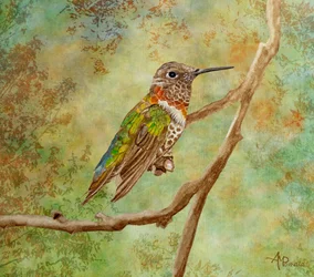 Lebhafter Kolibri auf Sitzplatz