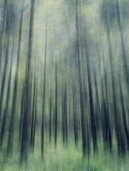 Ätherisches Waldlicht