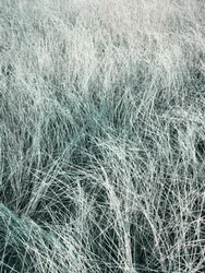 Fließendes silbernes Gras