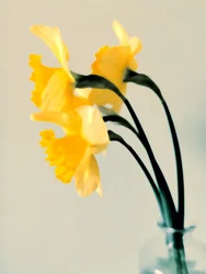 Frische Frühlingsnarzissen