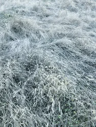 Gefrostetes Wintergras